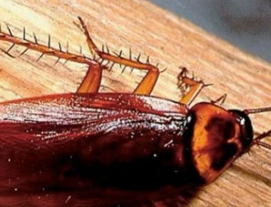 Κατσαρίδες στο σπίτι: 7 απλοί και φυσικοί τρόποι για να απαλλαγείτε μια για πάντα